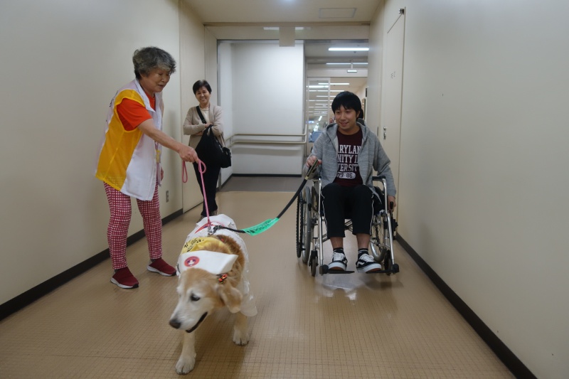 車イスを引っ張るゴールデンレトリーバー