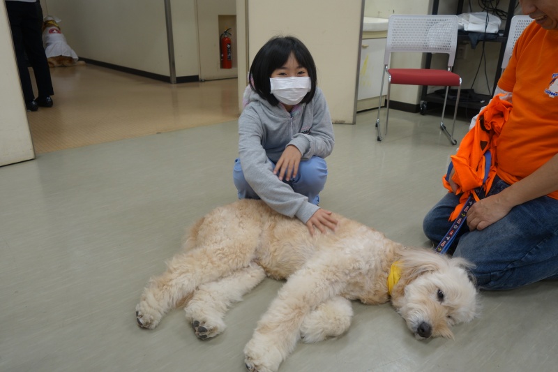 お子さんがなでやすいよう横になるゴールデンドゥードル