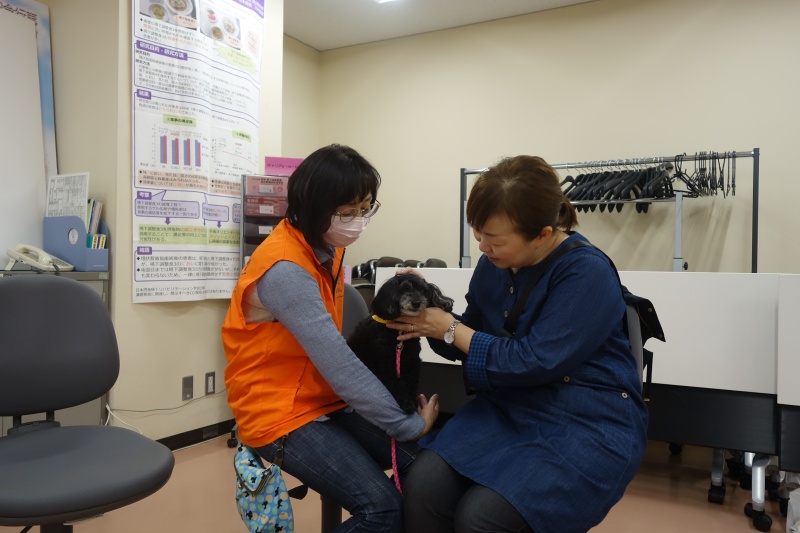 患者さんと見つめ合うトイプードル