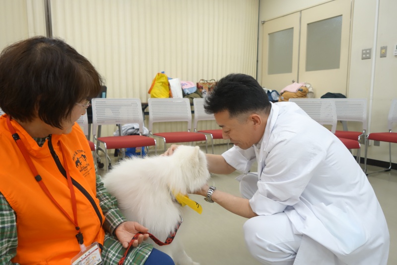 サモエドに医療者も癒やされる