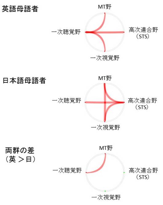 今回観察された機能的結合:
