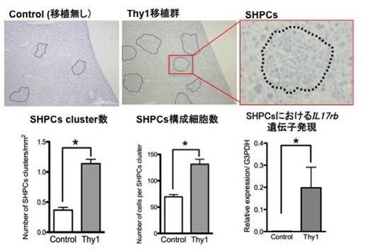 図1 Thy1陽性細胞を移植すると、レシピエント由来肝前駆細胞(SHPCs)の数と大きさが増大する。