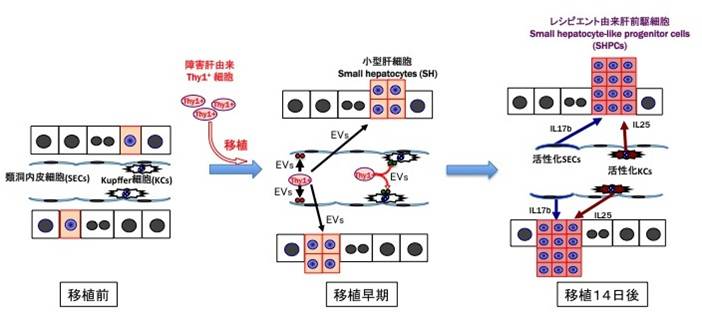 図2 細胞移植による再生メカニズムの概要