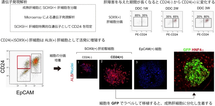 図2.CD24(+)SOX9(+)肝前駆細胞の同定と分化能の検討