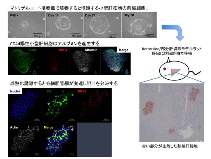 図 ラット肝臓の小型肝細胞の継代培養と移植モデルラット肝臓への細胞移植