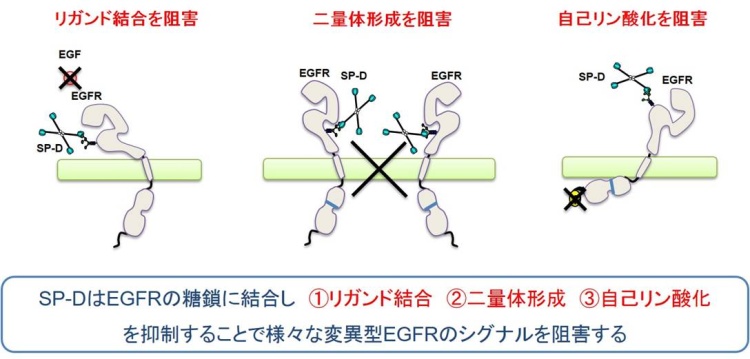 図説