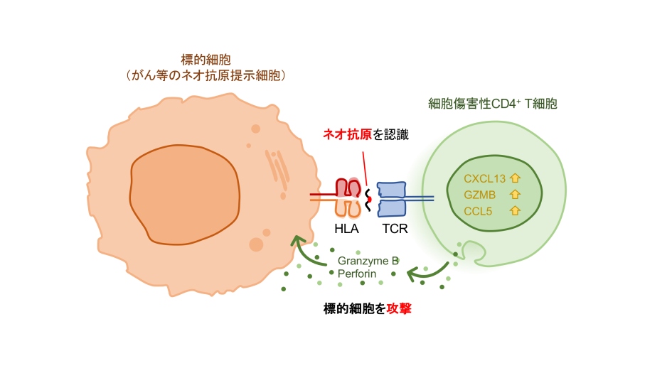(図1)がんに浸潤する細胞傷害性CD4+T細胞はネオ抗原を認識し攻撃する