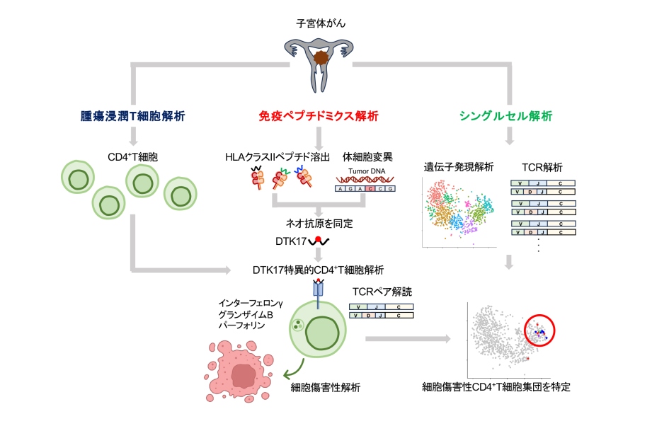 (図2) 腫瘍浸潤T細胞解析・免疫ペプチドミクス解析・シングルセル解析による新しいCD4+T細胞サブセットの発見