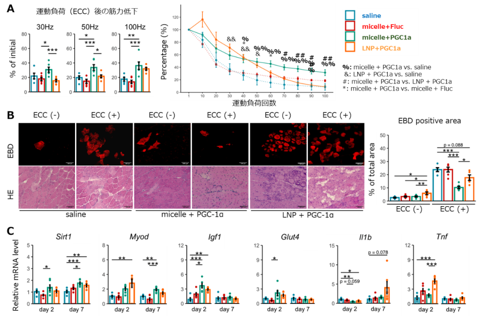 図3 PGC-1α mRNA投与による筋機能改善:(A)運動負荷(eccentric contraction: ECC)後も筋力低下が起きにくい (B)運動負荷後の筋組織傷害が減少する(Evans blue dye(EBD)染色:膜傷害の指標) (C)関連遺伝子の発現変化