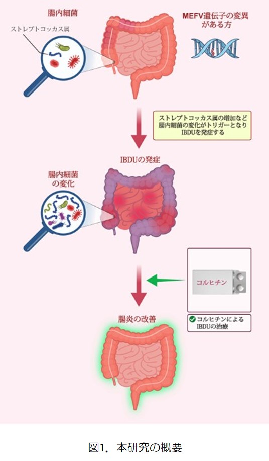 図1.本研究の概要