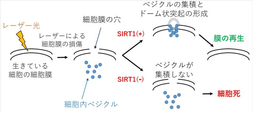 説明図