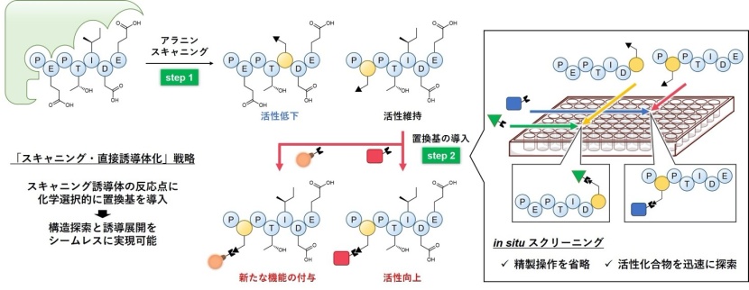 新たに開発したペプチドスキャニングを用いた構造最適化の流れ