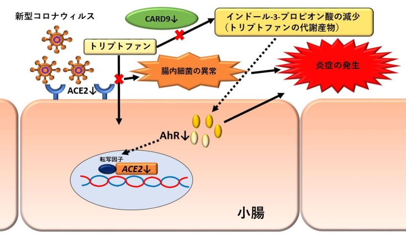 図:本研究で明らかとなったCOVID-19重症患者に生じる腸管内免疫機構の異常