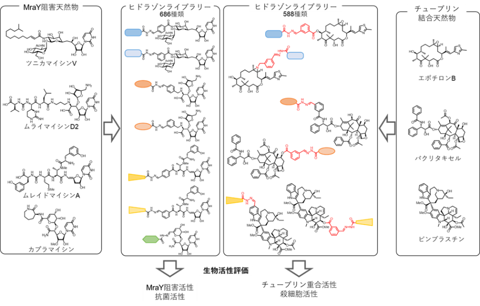 図2.MraY阻害天然物及びチューブリン結合天然物の構造と誘導体ライブラリーの概要