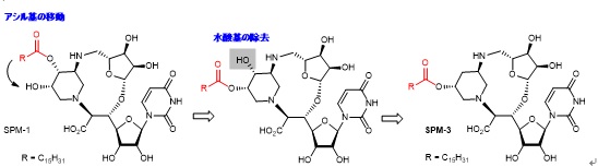 図4.より簡略化したスファエリミシン誘導体SPM-3の分子設計