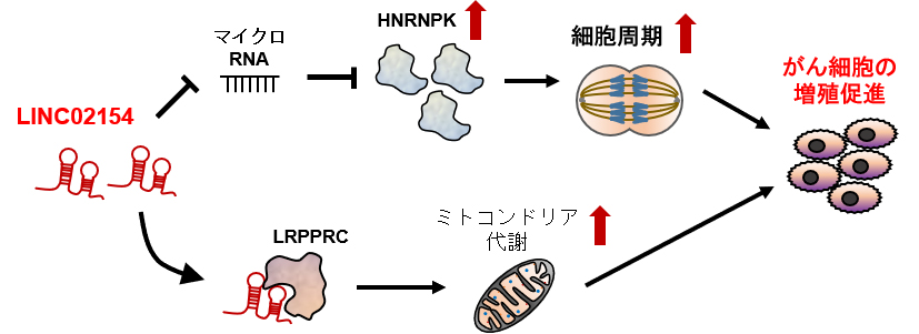 図1 :口腔がんにおけるLINC02154の働き