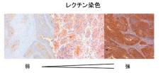 図1