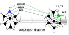 神経細胞と神経回路