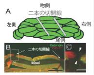 図1