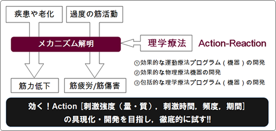 筋機能制御学の模式図